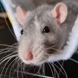 Sky the grey striped rat